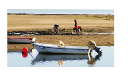 Autarquia de VRSA inicia colaboração com IPMA na recolha de amostras para análise de bivalves