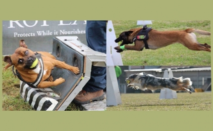 Seminário de Flyball na Quinta dos Patudos em Messines