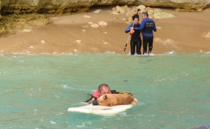 Autoridade Marítima Nacional resgata cão isolado numa arriba em colaboração com o Município de Lagoa