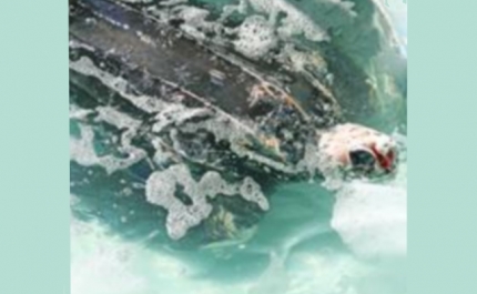 O gigante que sofre... e que o Zoomarine está a tentar salvar!