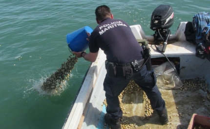 Embarcações de pesca ilegal de bivalves apreendidas na ria Formosa