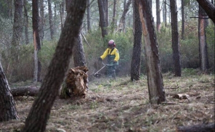 Incêndios: Termina hoje prazo para municípios substituírem proprietários na limpeza de terrenos