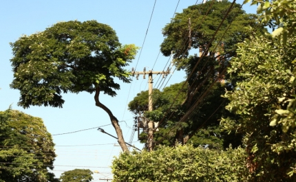 EDP - situações de risco de proximidade de vegetação junto às linhas elétricas.