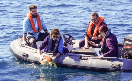 Vénus, a mais recente tartaruga marinha reabilitada no Porto d’Abrigo do Zoomarine regressou ontem ao mar