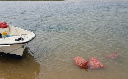 Polícia Marítima apreende meia tonelada de berbigão na Ria Formosa