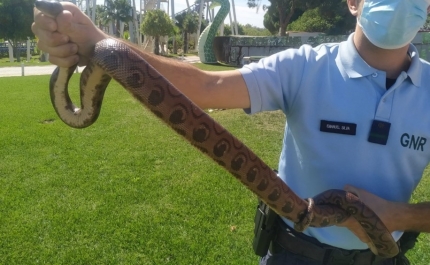 3 cobras e 1 tarântula recuperadas em Albufeira