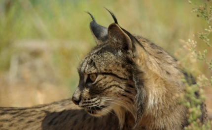 Castelo de Silves acolhe Exposição “No Caminho Do Lince Ibérico” 