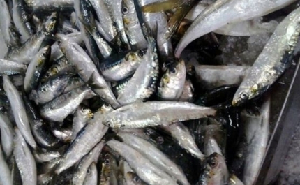 GNR apreendeu mais de três toneladas de sardinha em Aveiro e em Olhão