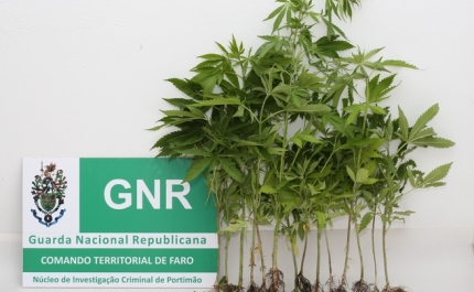 Apreensão de 14 plantas de cannabis