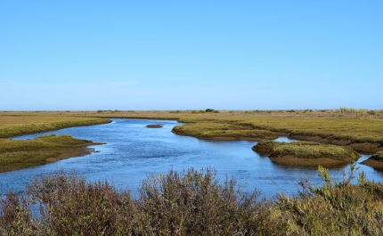 Ciência Viva no Verão mostra «segredos» da Ria Formosa e impacto da ação humana