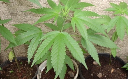 Detido por cultivo de canábis em Silves