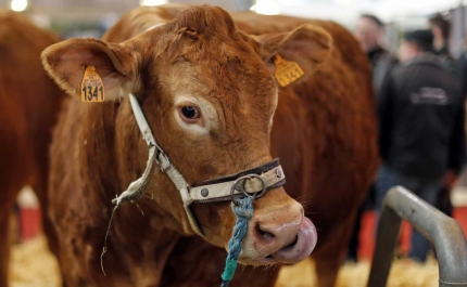 Transferência de embriões em vacas algarvias