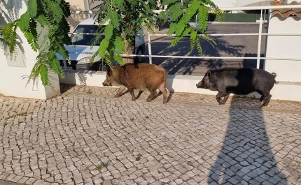 Dois porcos «passearam» pelas ruas de Albufeira [c/fotos)