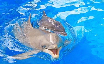 Nasceu um novo golfinho no Zoomarine