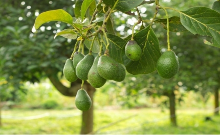 Projeto Agrícola de Produção de Abacates em Lagos, promovido pela requerente «FRUTINEVES, Lda.»