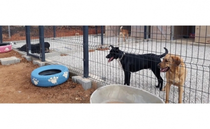 Abrigo animal em Albufeira pede apoio para mudar de instalações pela terceira vez em 7 anos