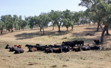 Baixo Alentejo e Algarve deixaram de estar em seca severa no final abril