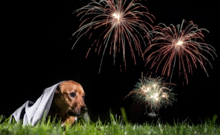 PAN: «Dos tampões para animais ao fim do fogo de artifício com explosões em Olhão»