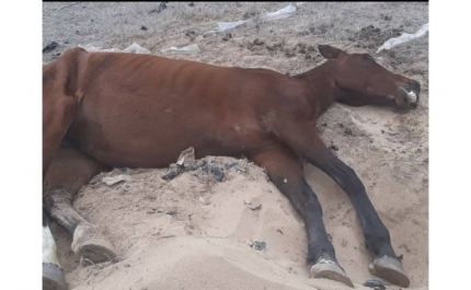 PAN questiona Câmara Municipal de Olhão sobre situação dos Cavalos no Concelho