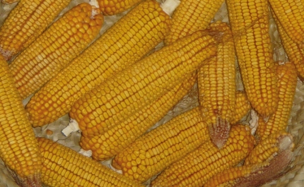 MUSEU MUNICIPAL DE LOULÉ PROMOVE ATIVIDADES DEDICADAS A TRADIÇÕES AGRÍCOLAS DO INTERIOR