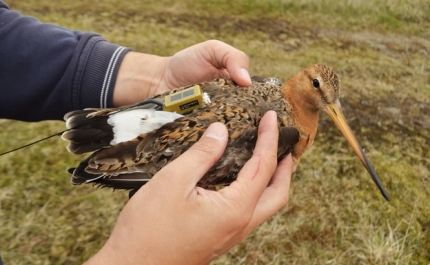 Animais no ártico alteram comportamentos em resposta às alterações climáticas 