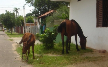Olhão cria regulamento inovador na área do apascentamento de animais