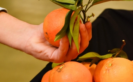 Semana da Laranja regressa ao Mercado Municipal de Portimão 