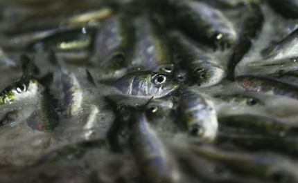 Captura de sardinha em Portugal pode aumentar para até 30.000 toneladas