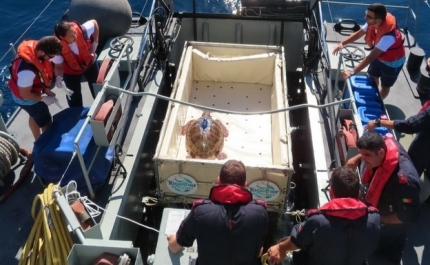 Zoomarine liberta tartaruga a bordo de um navio da Marinha