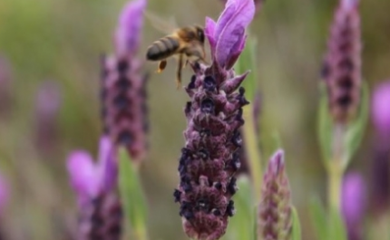 Concurso de fotografia promove a biodiversidade de Albufeira