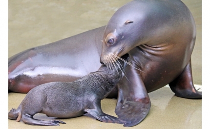 Nasceu mais uma cria de Leão marinho no Zoomarine