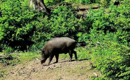 Agricultores pedem caça ao javali para reduzir estragos nas culturas