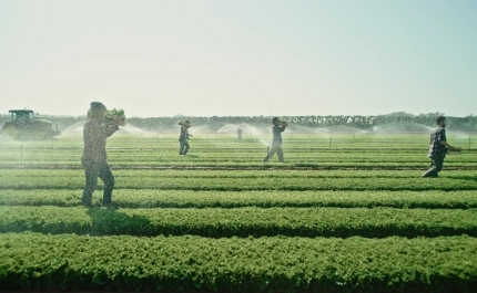 Agricultura: 83% das empresas consideram imigrantes essenciais