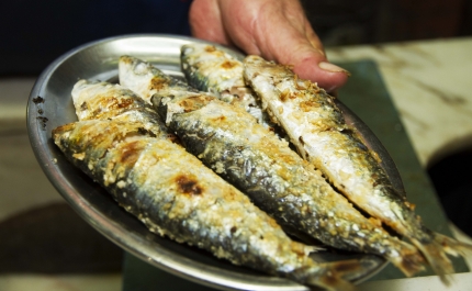 Festival da Sardinha oferece cartaz musical para todos os gostos