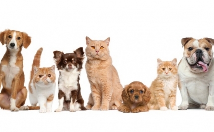 Campanha de Castração gratuita no Canil Municipal de Lagos