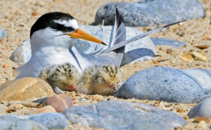 Município de Portimão sensibiliza para a proteção das dunas e das aves que nidificam na Ria de Alvor