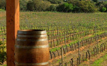 Produção de vinho certificado algarvio aumenta e atinge 2 milhões de litros