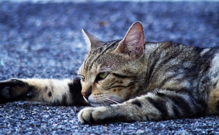 PAN questiona Câmara de Olhão sobre animais abandonados e campanhas de esterilização