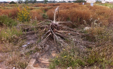 JS Faro apela para que Câmara Municipal de Faro cuide melhor do Parque Ribeirinho de Faro