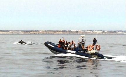 Quatro Orcas avistadas no Algarve