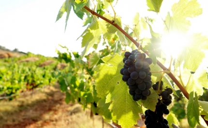 Dois vinhos de Lagoa distinguidos com medalha de ouro em concurso nacional