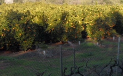 GNR detém casal no concelho de Silves por furto de laranjas