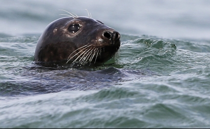 Zoomarine: Morreu a foca-cinzenta Selkie, encontrada com lixo humano no estômago