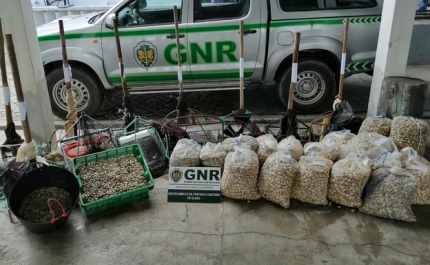 Apreensão de quase meia tonelada de bivalves por captura em zona interdita