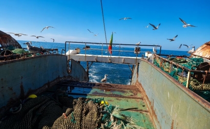 ASAE fiscaliza segurança alimentar em navios-fábrica – Operação Pescado Seguro