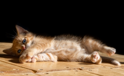 8 de agosto  Dia Mundial do Gato 