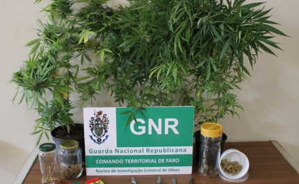 GNR de Silves apreende plantas de cannabis