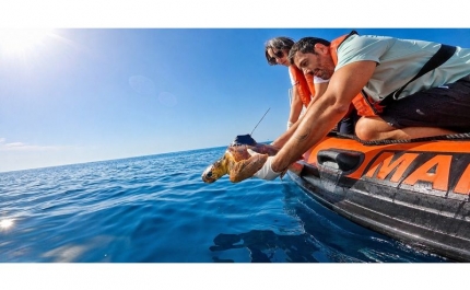 Zoomarine Algarve devolve Xianna e Xaloc ao oceano após reabilitação no Porto dAbrigo