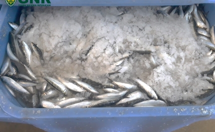 Apreensão de 888 quilos de sardinha