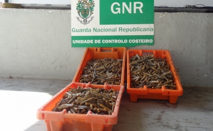 Apreensão de lingueirão no valor de 300 euros